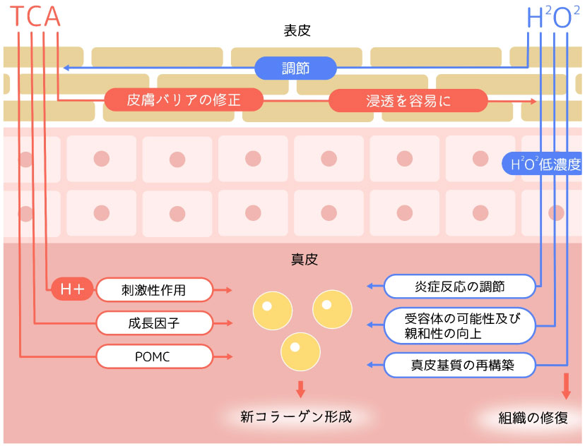 使用薬剤に含まれる３つの成分